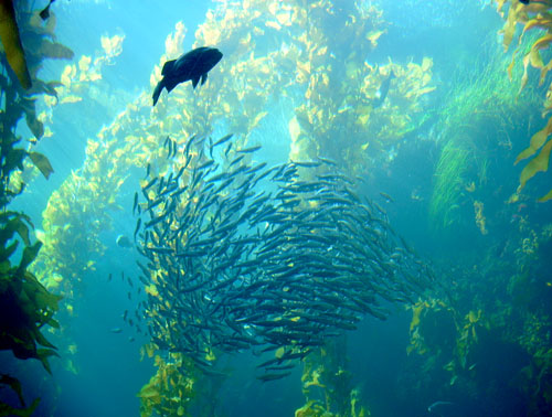 kelp
